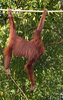 仏野生動物保護団体「ウータン（Hutan）」が公開した、マレーシア東部ボルネオ（Borneo）島サバ（Sabah）州のキナバタンガン下流域野生生物保護区（Lower Kinabatangan Sanctuary）でロープ橋を渡る雄のオランウータン（2010年2月2日撮影、同4月11日提供）。(c)AFP/HUTAN/&quot;Ajirun Osman @ Aji&quot;