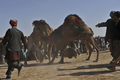 アフガニスタン北部のマザリシャリフ（Mazar-i Sharif）で22日、ウシではなくヒツジやラクダを闘わせる催しが開かれた。

　アフガニスタン暦で元日にあたる21日からマザリシャリフで開催されている祝祭には、アフガニスタン全土から大勢の人びとが集まっている。闘牛ならぬ「闘羊」や「闘ラクダ」も、新年の訪れを祝う伝統行事の1つだ。

　春分の日の21日を新年の祭日とするノールーズは、トルコやイラン、イラク、中央アジアやアゼルバイジャンなど、世界各地で幅広く祝われている（2011年3月22日撮影）。(c)AFP/Massoud HOSSAINI 

&lt;a href=&quot;http://www.youtube.com/user/afpbbnews#p/a/u/3/34LbTaHRgvQ&quot; target=&quot;_blank&quot;&gt;&lt;b&gt;【動画】「闘ラクダ」の映像（YouTube/AFPBB News公式チャンネル）&lt;/b&gt;&lt;/a&gt;