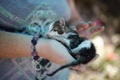 キプロス沿岸の街パフォスに近いタラ村にあるタラ修道院キャットパークで、生後3週間の子猫を抱くボランティア（2016年10月4日撮影）。(c)AFP/Florian CHOBLET