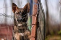 プリシュティナ・ドッグシェルターに保護された犬。コソボ首都プリシュティナ近郊のグラチャニツァで（2021年11月12日撮影）。(c)Armend NIMANI / AFP
