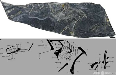 世界最古の鳥類化石の一つ「政和八閩鳥」を発見 中国福建省 写真1枚