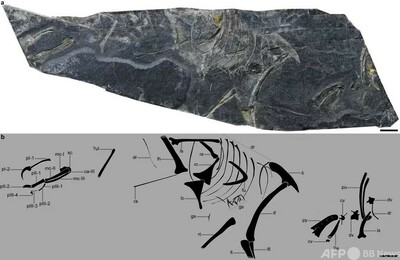 世界最古の鳥類化石の一つ「政和八閩鳥」を発見 中国福建省