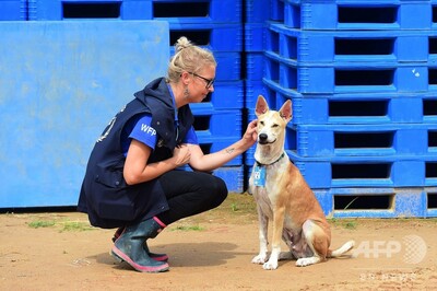 ロヒンギャ問題への関心維持に一役 人道犬 が人気者に 写真7枚 国際ニュース Afpbb News
