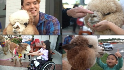 字幕：アルパカのレンタル、米で人気 「まるでいたずらしないネコ」