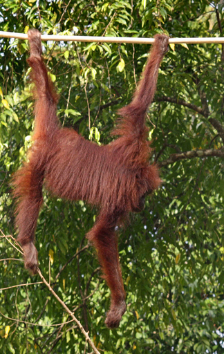 ロープ橋を渡るオランウータンの写真公開、近親交配避け繁殖相手探し
