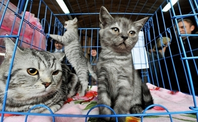 ネコ191匹と同居、劣悪環境に当局が介入 スウェーデン