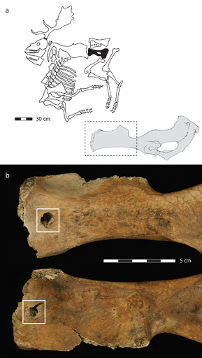 ネアンデルタール人、集団で狩り 獲物に忍び寄りやりで突く 研究