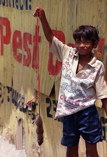 インドネシア首都で「ネズミ一掃作戦」 1匹捕獲で報酬160円