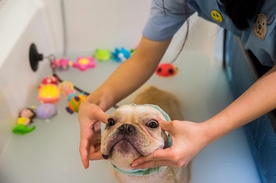 ミルク風呂に酸素セラピー、ペット犬の豪華すぎる日常 香港