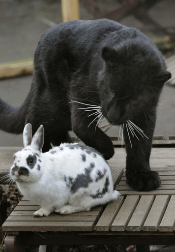 黒ヒョウの「親友」はウサギ、ドイツ動物園