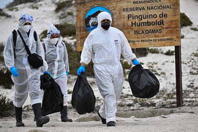 チリ北部の海鳥大量死、鳥インフルウイルス検出されず