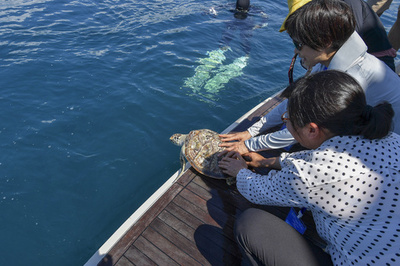 中国でウミガメ600匹密売 水族館も購入、保護されたカメは海へ