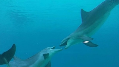 イルカも遊び相手に「友好的な笑顔」 研究
