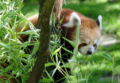 お見合いしに来たレッサーパンダ、ドイツ