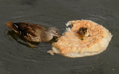 赤ちゃんガモ、パンの船で冒険の旅?