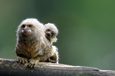 ピグミーマーモセットの赤ちゃん、コロンビア動物園