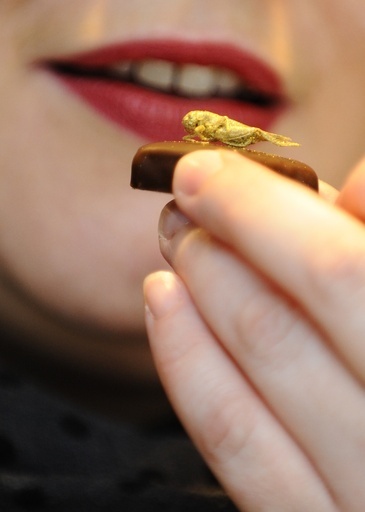 新作チョコの上には金色に輝く…昆虫、アイデアは日本発？フランス