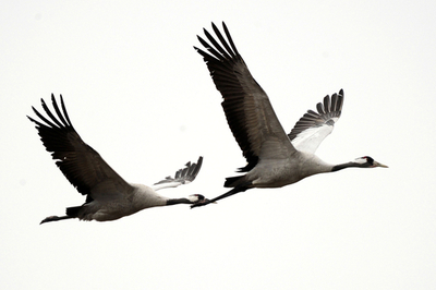 スウェーデンのツルの群れ