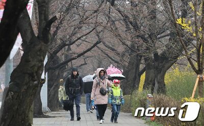 桜も客もない…ソウル・汝矣島の桜祭り「ガラガラ」