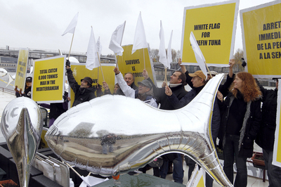クロマグロ漁穫枠、小幅の600トン削減で合意