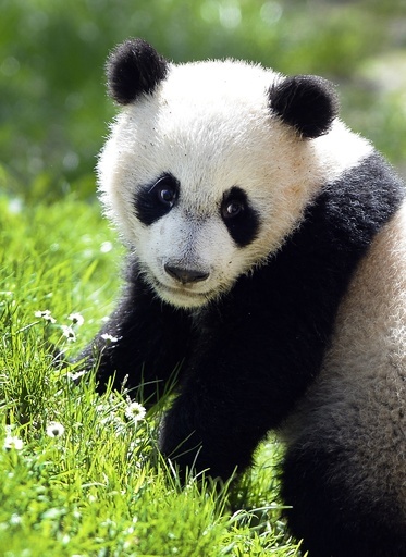 新居を散策、パンダの子ども スペイン