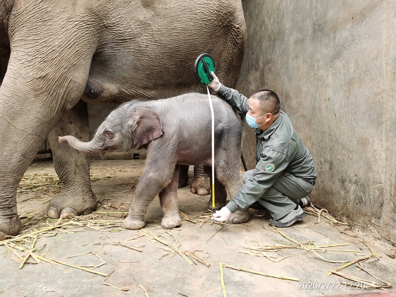 中国雲南アジアゾウ種源繁殖 救助センターで９頭目の赤ちゃんゾウ誕生 写真6枚 国際ニュース Afpbb News
