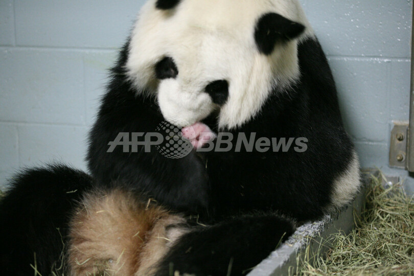 アトランタ動物園にパンダの赤ちゃん 携帯電話くらいの大きさ 写真1枚 国際ニュース Afpbb News