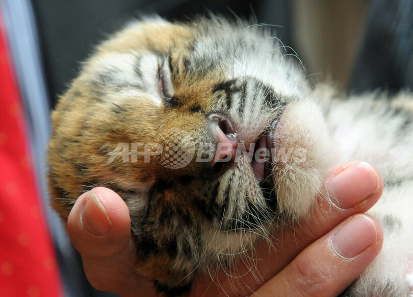 育児放棄でもめげない トラの赤ちゃんすくすくと 写真3枚 国際ニュース Afpbb News
