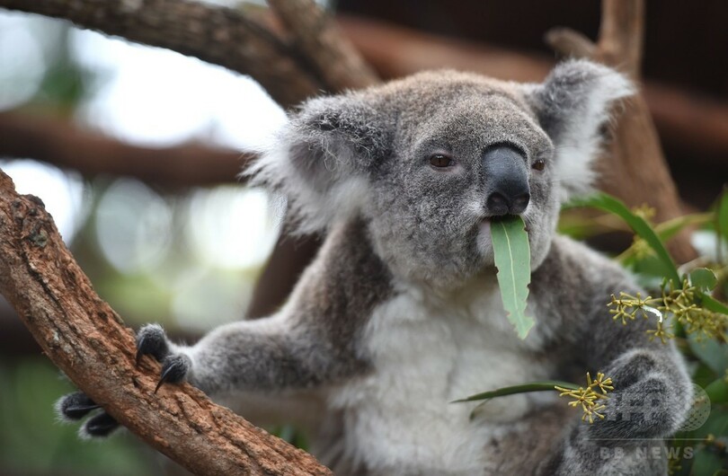 愛されるコアラの暗い未来 オーストラリア 写真17枚 国際ニュース Afpbb News