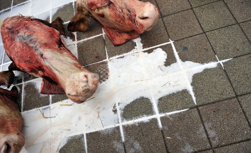 牛の頭並べて乳製品の価格下落に抗議、ハンガリー