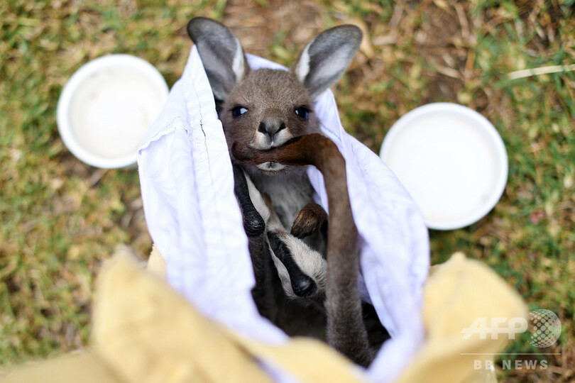 やむを得ず安楽死も 森林火災で野生動物10億匹以上が犠牲に 豪 写真14枚 国際ニュース Afpbb News