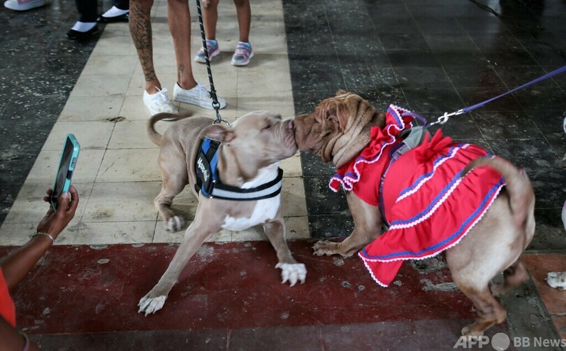【今日の1枚】祝福のキス、犬が主役のミサ開催 ニカラグア