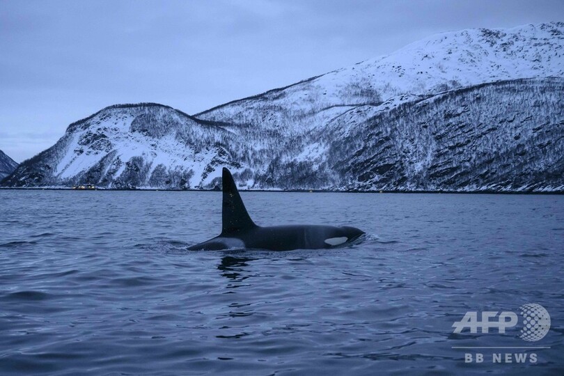 ノルウェーのシャチ、気候変動で北上余儀なく
