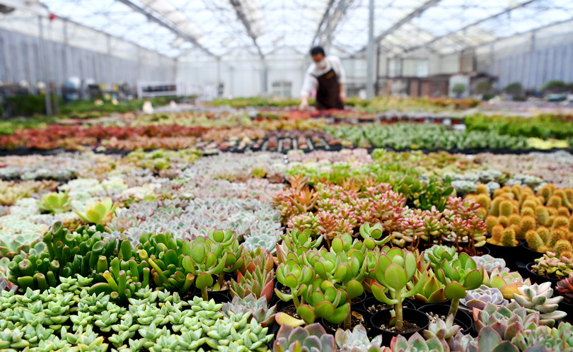 農業と観光の融合で農村振興を後押し 中国陝西省西安市 写真8枚 国際ニュース:AFPBB News