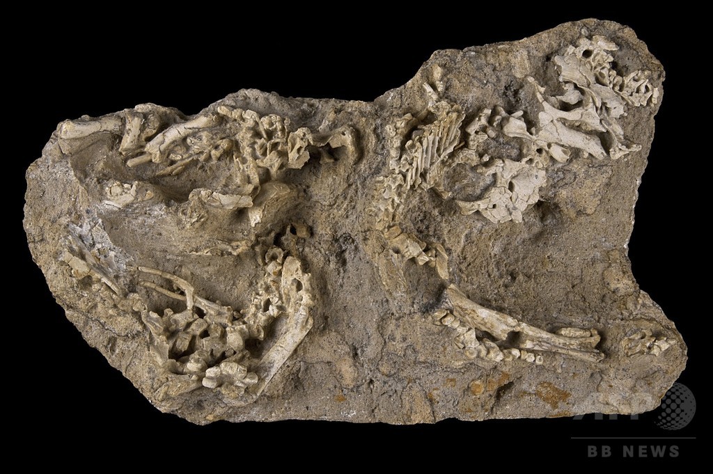 赤ちゃん恐竜の化石、ゴビ砂漠で発見 卵の殻も 赤ちゃん恐竜の化石、ゴビ砂漠で発見 卵の殻も