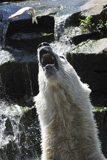 あの人気者「クヌート」も・・・独動物園のシロクマ7割超に精神