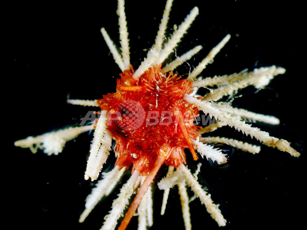 科学者が南極で謎の生き物を発見