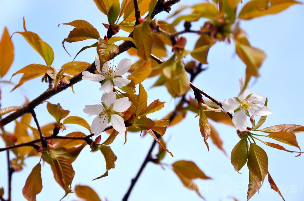 早すぎる開花に奇妙な花 宇宙桜 の謎に科学者ら当惑 写真2枚 国際