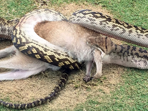 巨大ニシキヘビがワラビーのみ込む 豪のゴルフコースで 写真5枚 国際ニュース Afpbb News