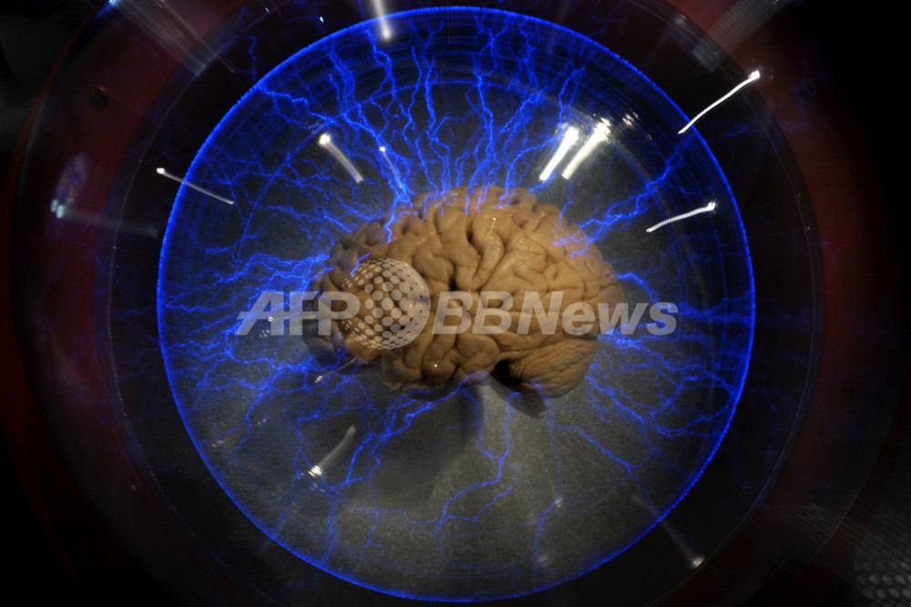 人間の脳の詳細な3dモデルが完成 研究 写真1枚 国際ニュース Afpbb News