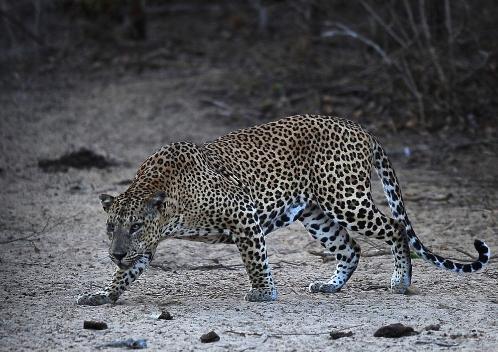 Were leopard. Леопард Хасан. Леопард Яла. Леопард в Индии. Разъяренная леопардиха.