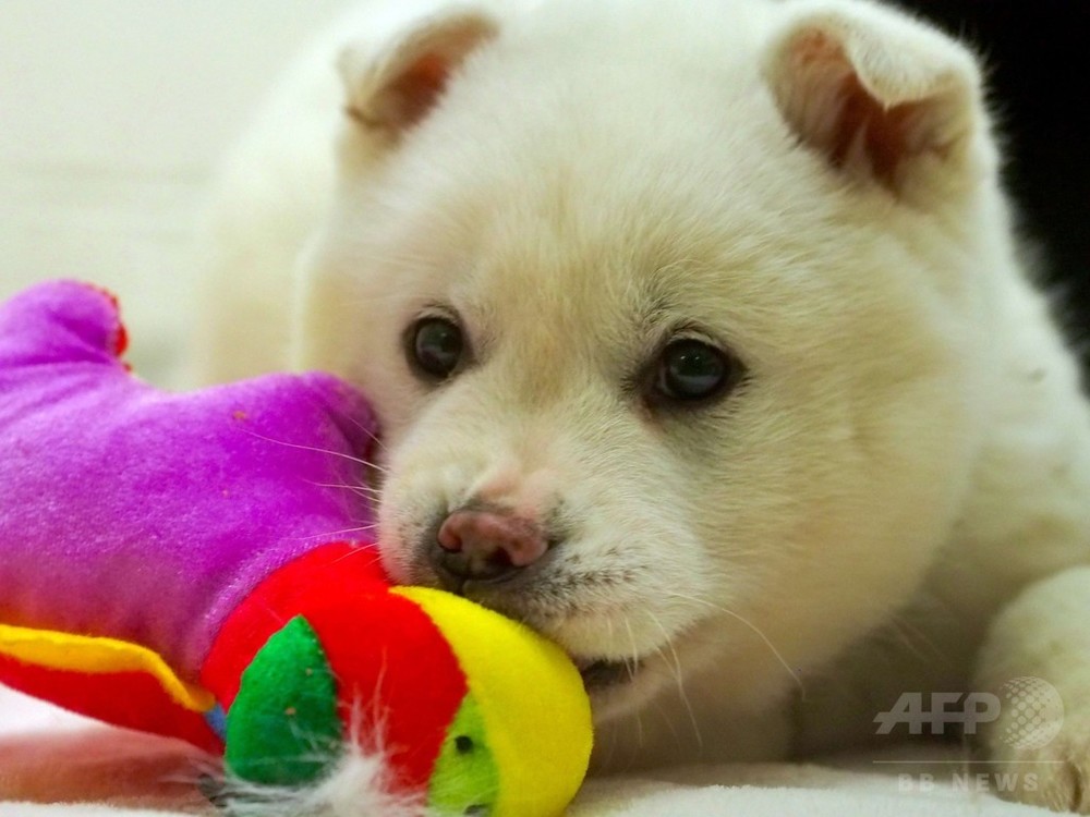 韓国の食用犬23匹 米国で新たな生活へ 写真7枚 国際ニュース Afpbb News