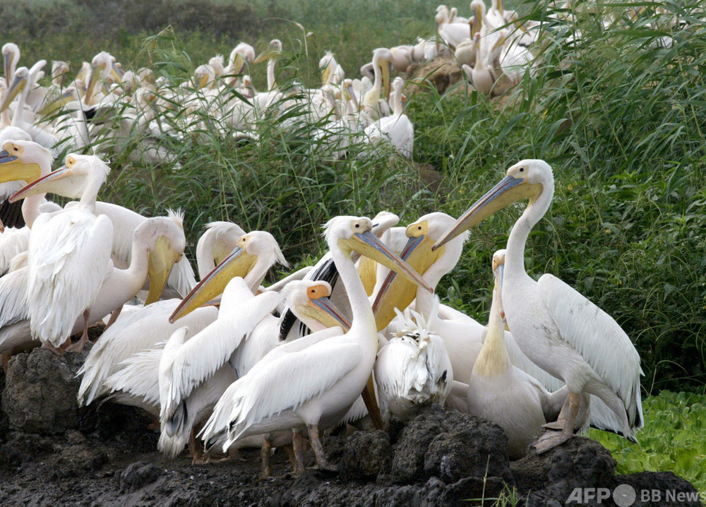 鳥インフルでペリカン750羽死ぬ セネガル保護区 写真7枚 国際ニュース Afpbb News