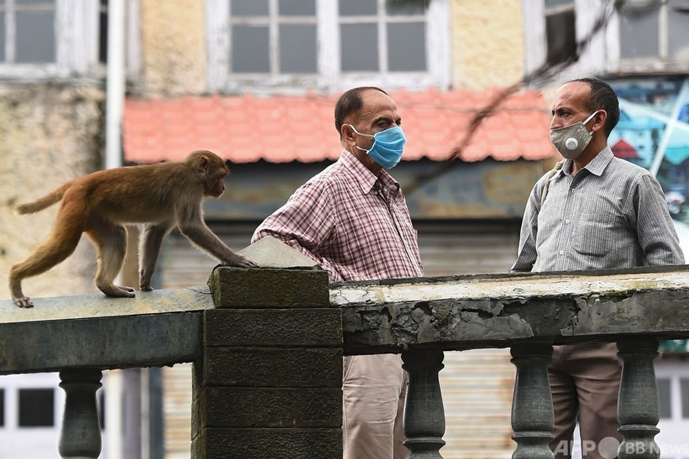 おなかをすかせたサルの襲撃 歴史あるインドの街の恐怖 写真11枚 国際