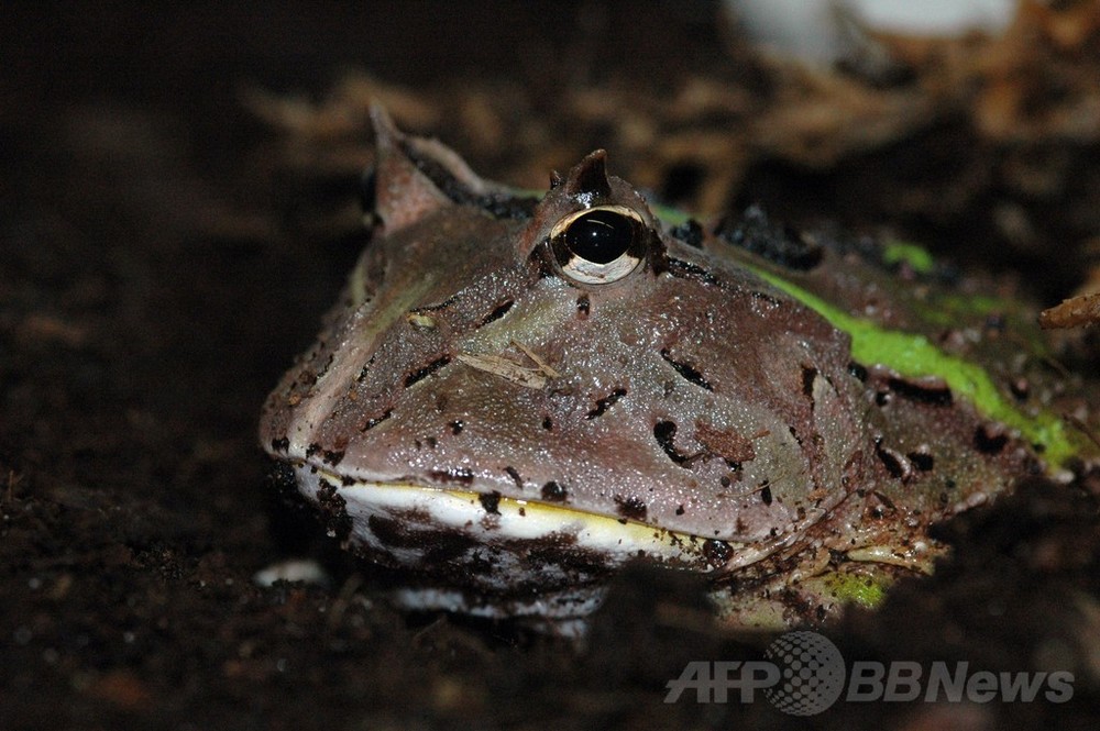 ツノガエルの舌が持つ驚異の粘着力 独チームが仕組み解明 写真2枚 国際ニュース Afpbb News