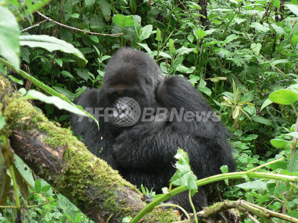 世界一有名なマウンテンゴリラが死亡 映画 愛は霧のかなたに にも出演 写真1枚 国際ニュース Afpbb News