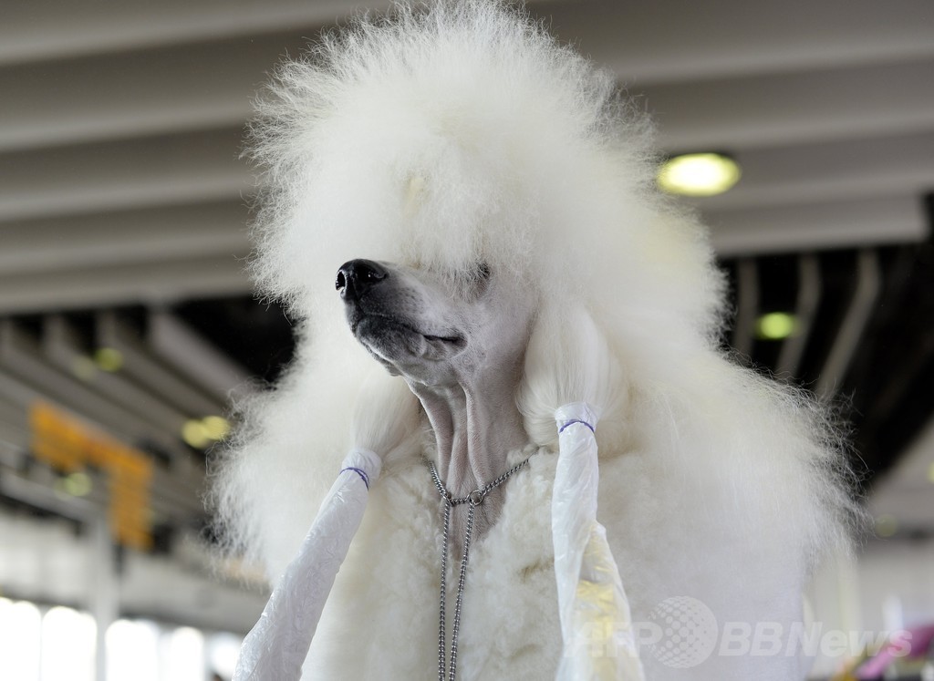「美犬」大集合、ウエストミンスター・ケンネル・クラブ・ドッグショー