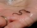 米ニューヨーク州ニューバーグで、手のひらに乗せたウナギの稚魚（2013年5月2日撮影、資料写真）。(c)STAN HONDA / AFP
