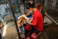 タイ・バンコクの郊外にある野良犬の保護施設で、けがをした犬の手当てをする従業員（2020年4月6日撮影）。(c)Mladen ANTONOV / AFP