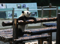 園内で遊ぶパンダ（2020年6月8日撮影）。(c)CNS/張瑶